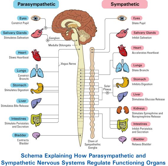 sympathetic nad parasympathetic nervous system image