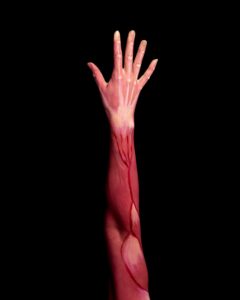 a photo of an arm with muscles drawn onto it